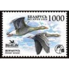 2009 Belarus Mi# 762 Fauna Bird of the year Grey goose