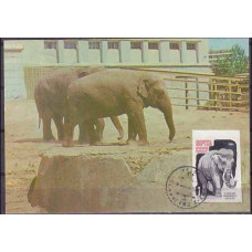 1964 USSR Maximum card elephants €